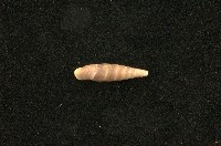 藏品(似謝氏煙管蝸牛)的圖片